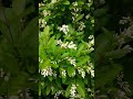Beautiful spring #nature #tree #flowers #green #spring #garden #peace