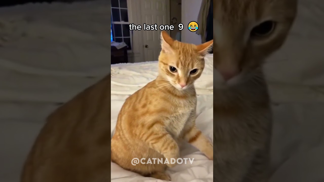 funny cat videos 😂😂😂