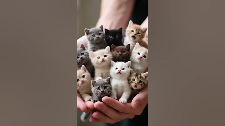 Watch the video about Tiny British Shorthair Kittens in My Hand🐾🌈 #shorts #viralshorts #cat