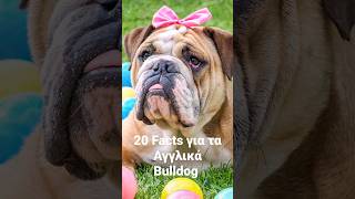 Facts για τα English Bulldog. Μάθετε τα Αγγλικά Μπουλντόγκ. shorts short shortvideo