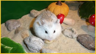 CUTE Roborovski Hamster with Cubs
