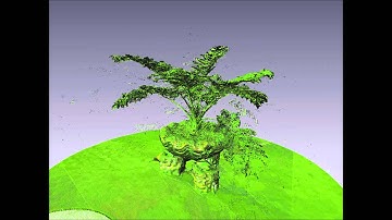 Plant - Point Cloud