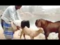 multiple goat mating video 2021 in nepal