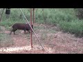 Bow hunting pigs.