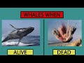 Why Do Whales Explode When They Die?
