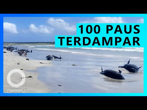 Video: Bunuh Diri Massal Paus Di Lepas Pantai Selandia Baru: Versi Ilmuwan - Pandangan Alternatif