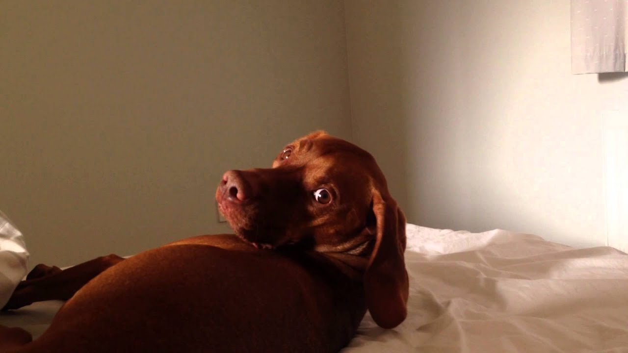Lazy Dog: The Alarm Clock Strikes Back talking parrot