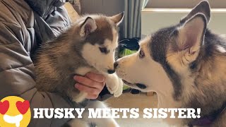 Husky Meets Her New Puppy Sister For The First Time!! [Shes So Scared!]