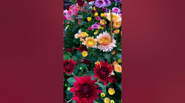 colourful chrysanthemum flower #beautiful #flower #shorts thumbnail