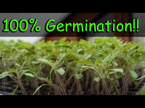 Seed Germination - 5 Reasons Why Your Seeds Fail