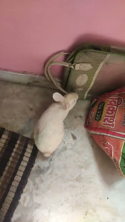 gori-kalua-enjoying-their-territorial-instincts-before-getting-neutered