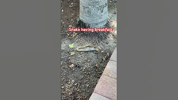 Timelapse video of snake eating mouse or rat in back yard. Wild kingdom I tell you!