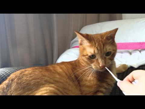 ヤンキー猫に紙縒(こより)　　ぎゃ、虐待にゃ!?