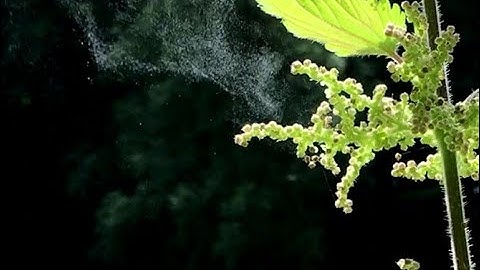 Nettles ejecting pollen