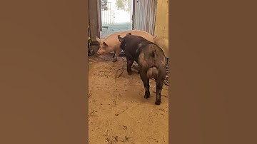 Secrets of pig training a step by step guide#23