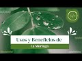 Usos y Beneficios de la Moringa 🌿 La Planta de la Vida Eterna! ✨