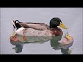 Les canards colverts de l'étang de Poulafret