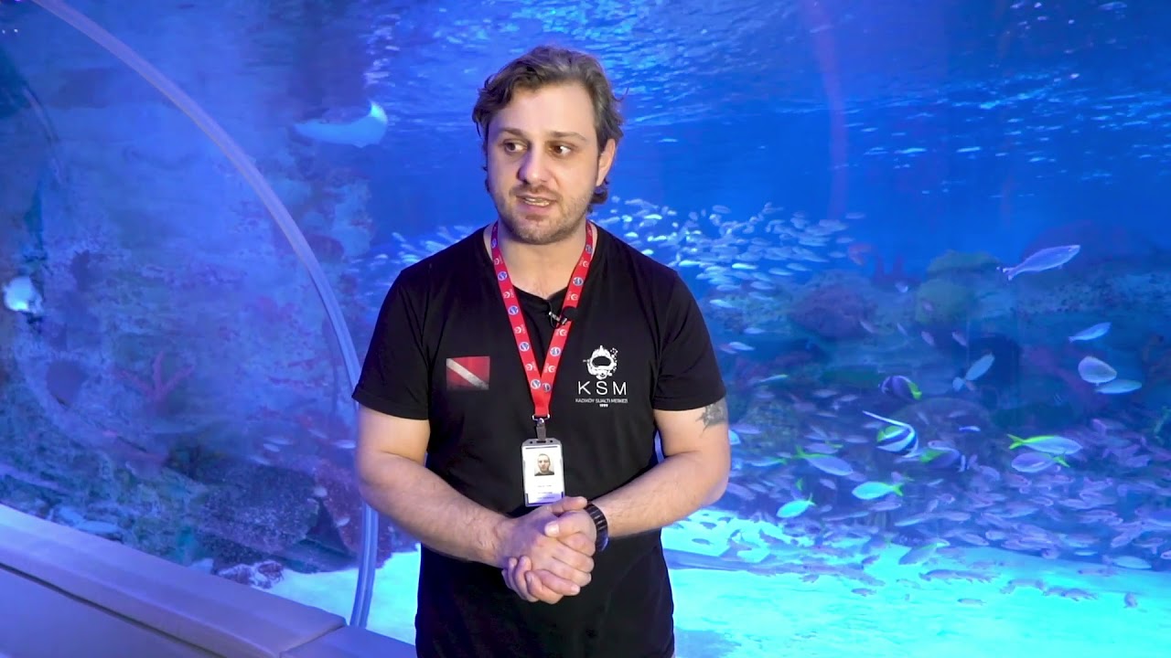 Emaar Akvaryum'da Tüplü Dalış! 🤿