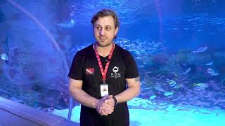 Emaar Akvaryumda Tüplü Dalış