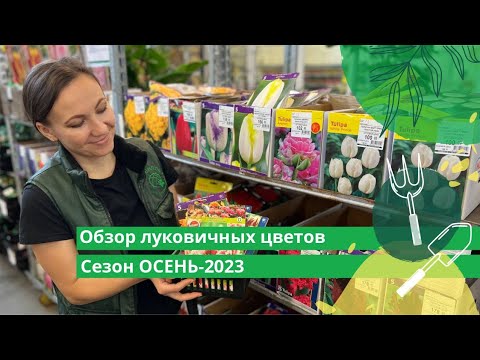 Обзор поступления луковиц цветущих растений сезон ОСЕНЬ-2023