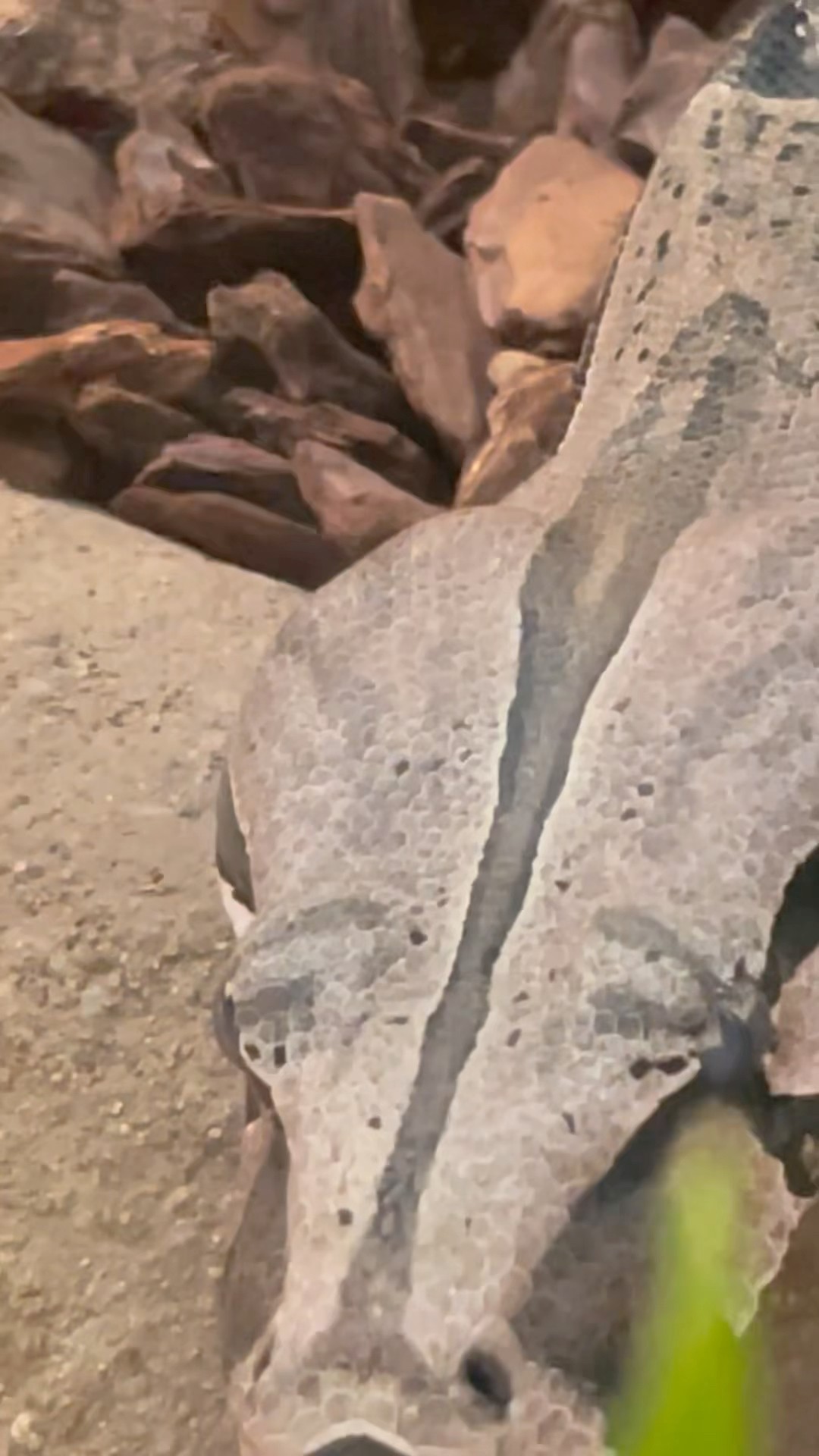 Enormous and Bulky Snake