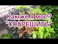 Батат из Магнита,как посадить?🌱