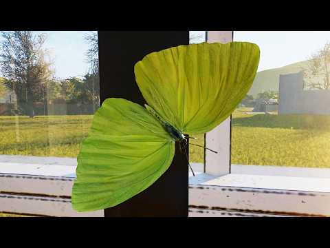 Planet Zoo 2 - Cloudless Sulphur Gameplay (PS5 UHD) [4K30FPS]