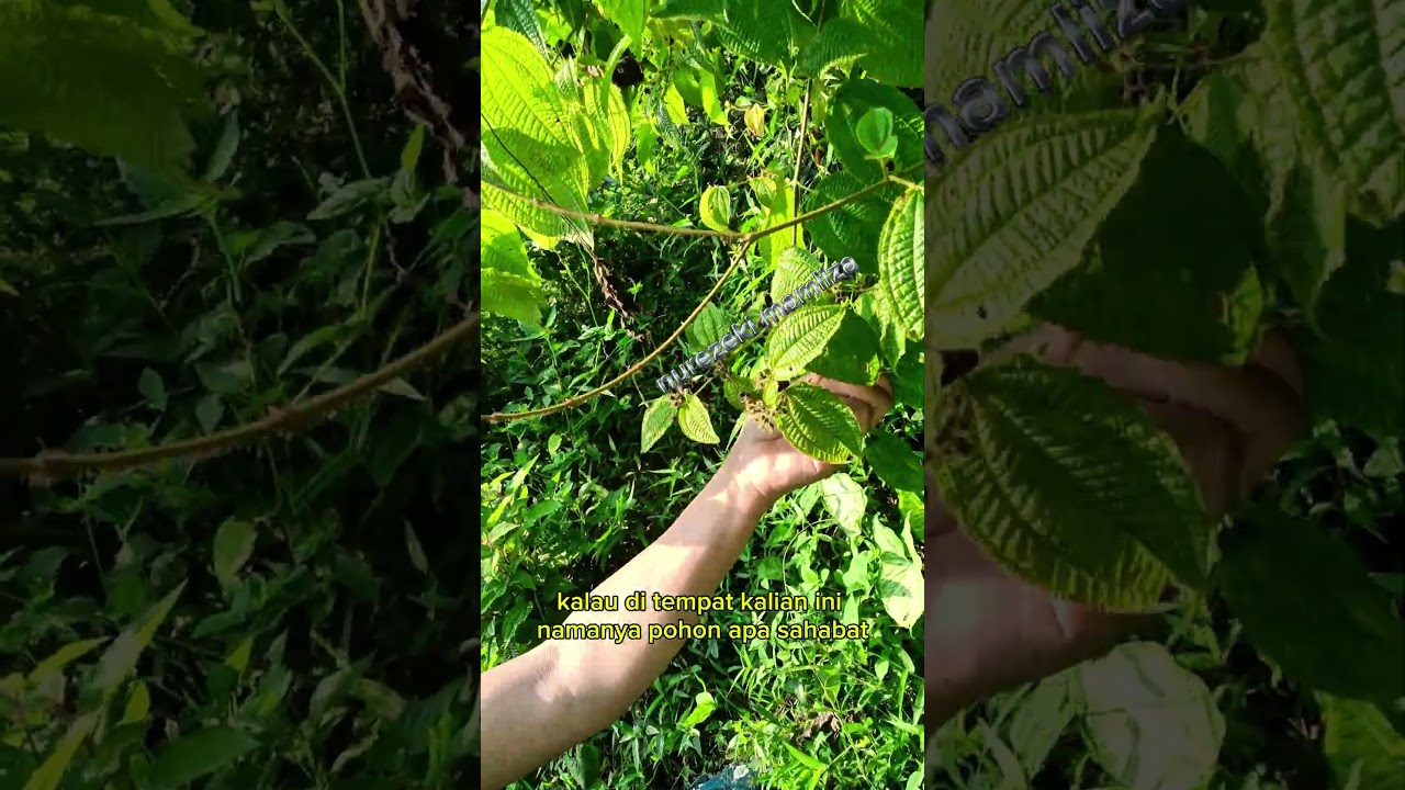 memetik buah poh-pohan #shorts #budidayatanaman #garden #fruit #gardening #viral #pohpohan #pohon