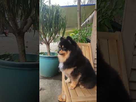 Pomeranian Black Tan