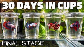 Download lagu The Secret to Growing Beautiful Betta Fish