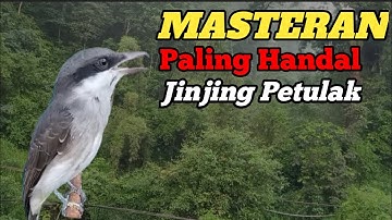 AUDIO SUARA MASTERAN BURUNG JINJING PETULAK GACOR