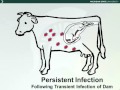 Dr. Dan Grooms - Bovine Viral Diarrhea (BVD) Overview - The Disease, History, Management & Control