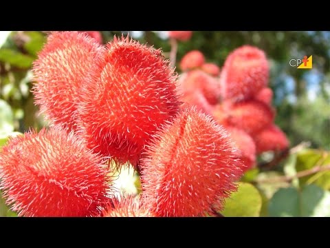 Curso a Distância Cultivo de Urucum e Produção de Corantes Naturais CPT