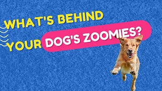 What's Behind Your Dog's Zoomies