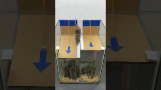 Easy Homemade Mouse Trap Idea Using Cardboard // Mouse Trap 2 #Rattrap #Mousetrap #Shorts