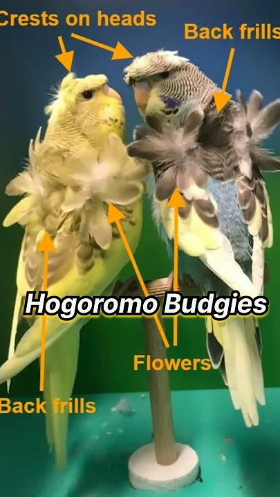 Top 10 Rare Budgies Mutations  #budgiesmutation Top 10 Rare Budgies in the World & Its Price 2024