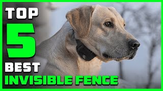 Top 5 Best Invisible Fence for Dogs and Cats Review in 2022