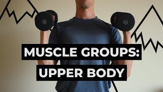 Muscle Groups | Upper Body