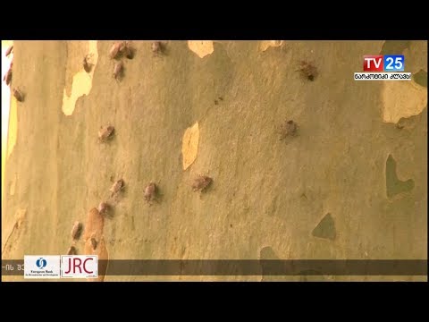 ფოთში აზიური ფაროსანას საწინააღმდეგო ფერომონების დამონტაჟება დაიწყო