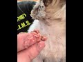 名犬朝定食　#dog #シーズー #名犬おすし号