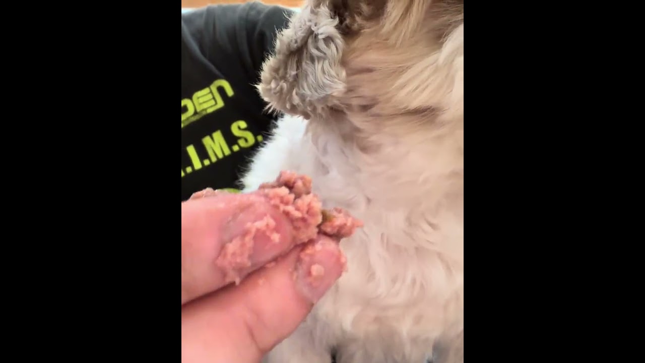 名犬朝定食　#dog #シーズー #名犬おすし号