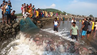 मुरुड तालुक्यातिल बोर्लि समुद्र किनार्यावर अचानक आली खुप सारी मासली.