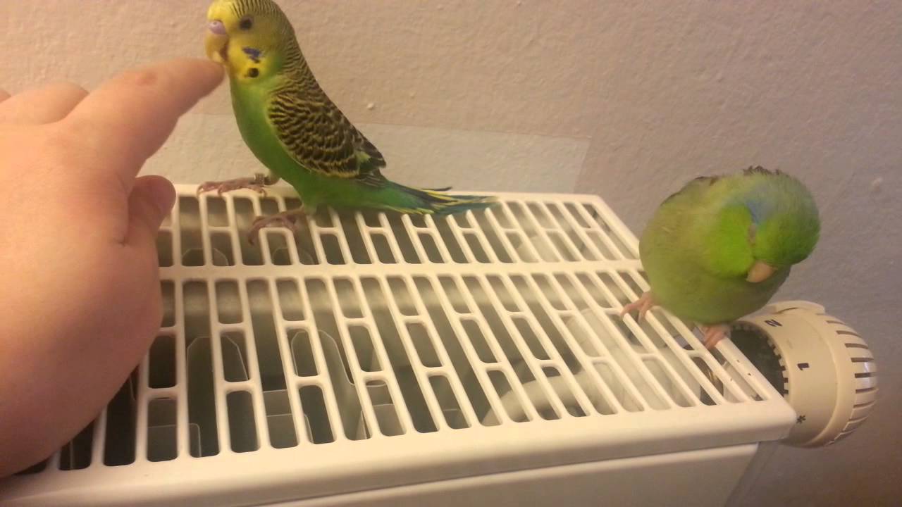 My Parrotlet Pera and Budgie Lila 03 YouTube