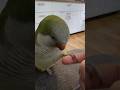 Kiwi says❤️ #parrot #birds #cockatiel #pets #funny #cute #foryou #funnyparrot #ytshorts #shorts