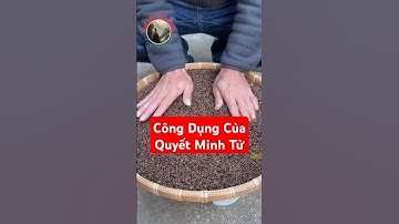 Bạn đã biết công dụng tuyệt vời của Quyết Minh Tử chưa?