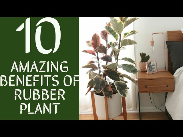 monstera on moss pole Buildable Moss Pole Rooting Starter Set for Climbing Plants Shiny Copper main image 0