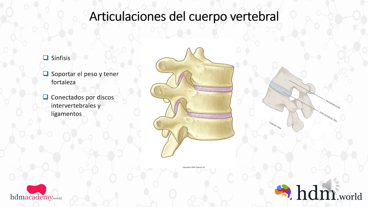 Articulaciones del cuerpo vertebral - YouTube