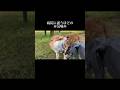 1回のレッスンで一生役にたつ #doglibre #ドッグトレーニング #犬のしつけ #柴犬