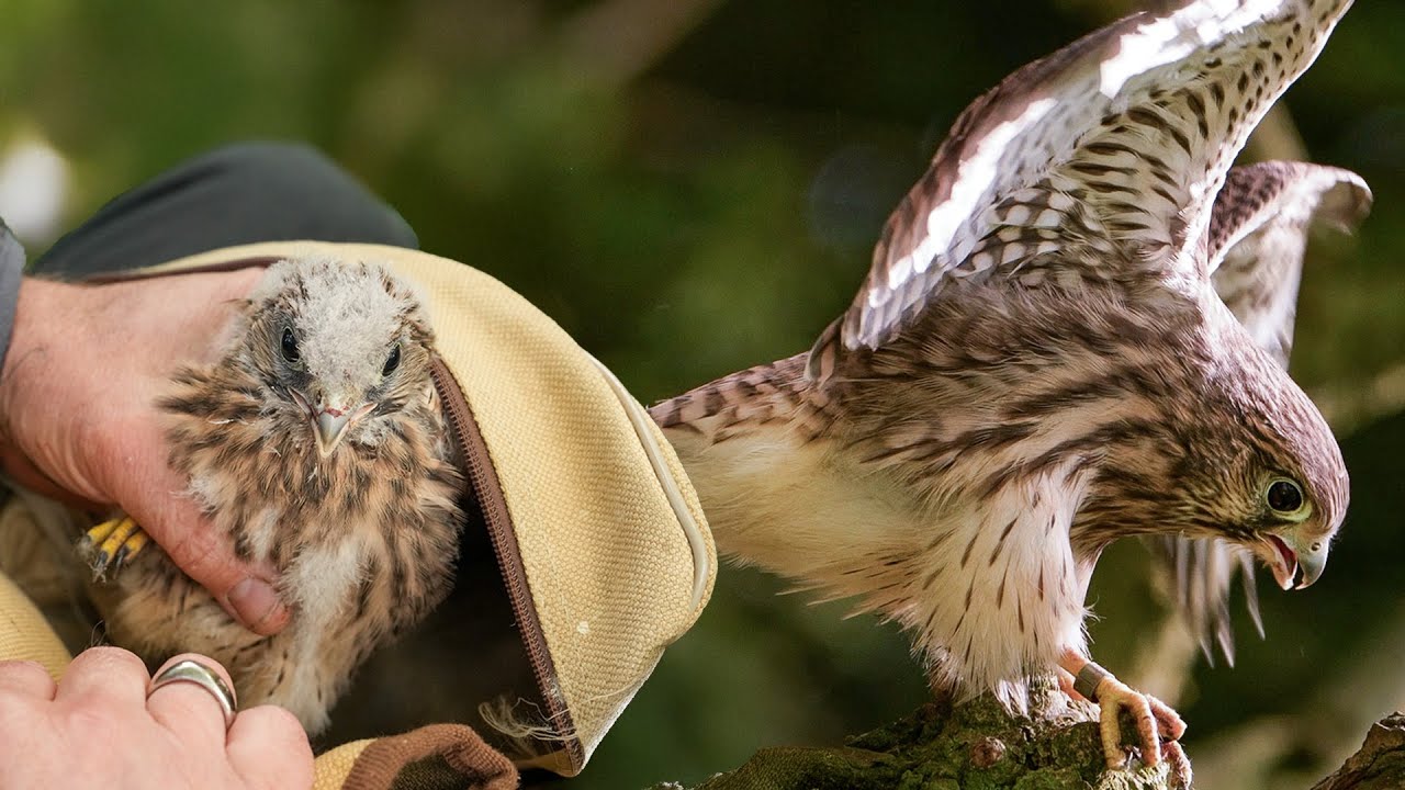 All 6 Kestrel Chicks Fledge & Learn Life in the Wild 🦅| Apollo & Athena | Discover Wildlife
