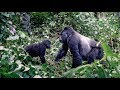 The Mountain Gorillas | Uganda Series Ep 4